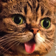 Image for article titled A Year in Lil Bub or Why We Love This Cat's Tiny Weird Face